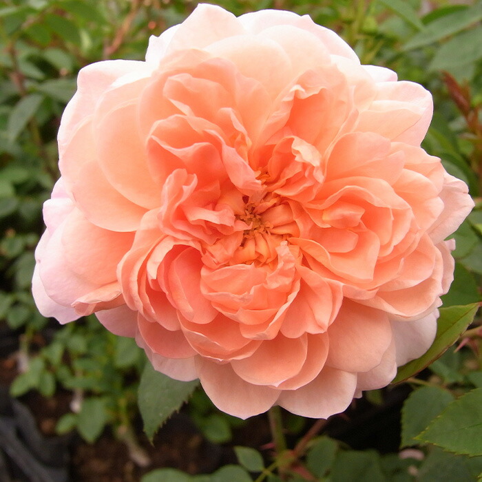 楽天市場】予約販売 バラ 苗 バラ 新苗 中輪 カリスマ 四季咲き 薔薇