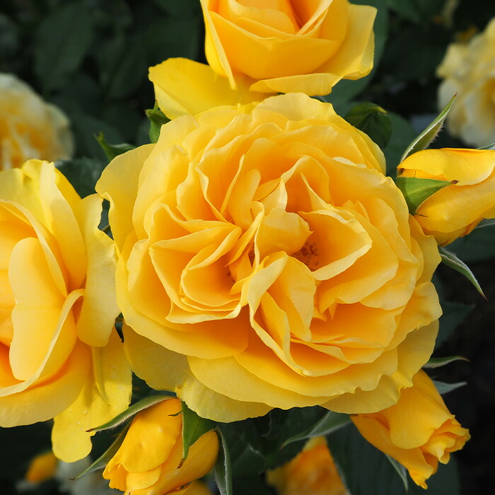 楽天市場】予約販売 バラ 苗 バラ 新苗 中輪 ニコロパガニーニ