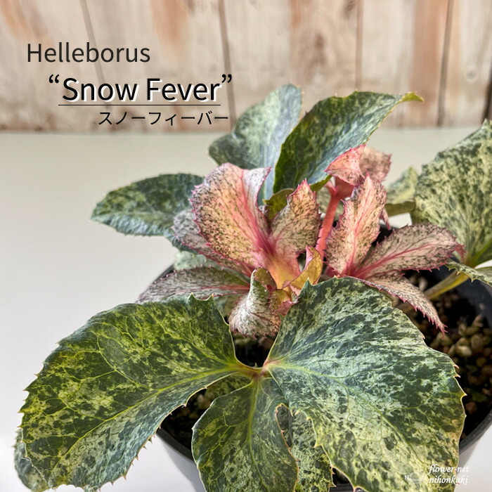 楽天市場】クリスマスローズ苗 ネオン系ダブル 10.5cmポット 曽田園芸