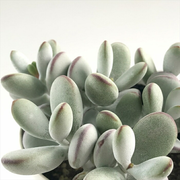 楽天市場】多肉植物 ca チレコドン レティキュラータ 万物想 実生苗