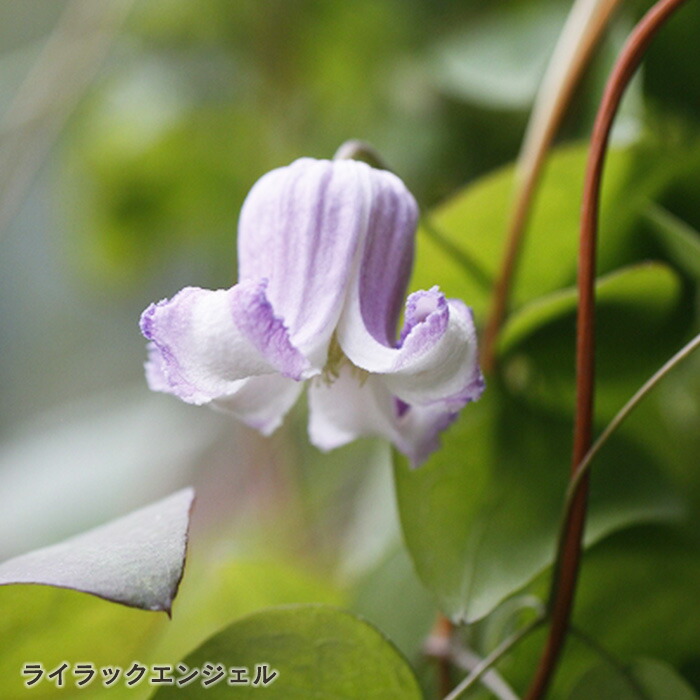 クレマチス　苗③ 楽天市場】予約販売 クレマチス 苗 マイエンジェル タングチカ系