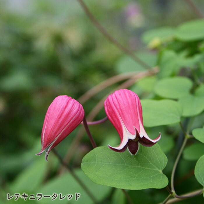 クレマチス　アディソニー　ヴィオルナ系 楽天市場】予約販売 クレマチス 苗 アディソニー ヴィオルナ系 杉本