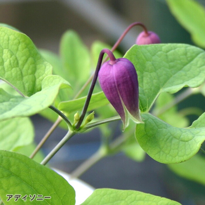 楽天市場】予約販売 クレマチス 苗 キングスドリーム ヴィオルナ系