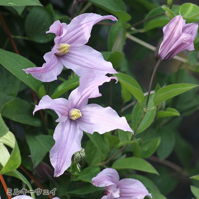 楽天市場】予約販売 クレマチス 苗 フスカ ヴィオルナ系 杉本さんの