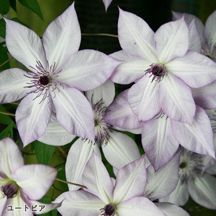 クレマチス　フォーエバーフレンズ　抜き苗　第４種発送 楽天市場】クレマチス 苗 フォーエバーフレンズ 遅咲き大輪系 2年生株