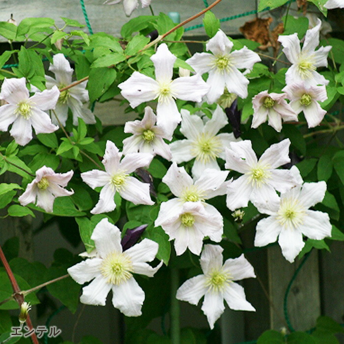 クレマチス 　咲良の妖精 クレマチス：サクラノヨウセイ（咲良の妖精）3-3.5号ポット の