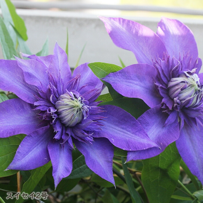楽天市場】予約販売 クレマチス 苗 フェアリーブルー