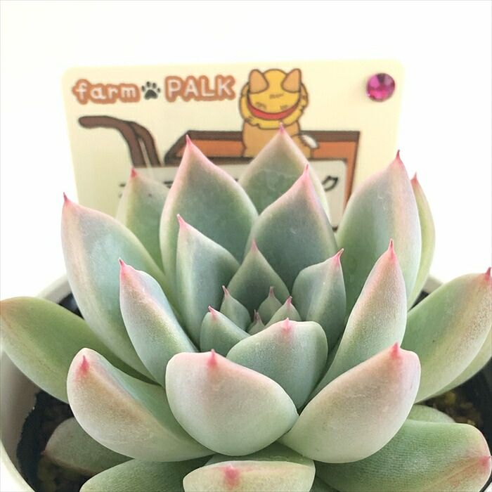 楽天市場】多肉植物 plkエケベリア コロラータ×リンゼアナ 多肉