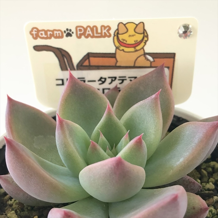 楽天市場】多肉植物 plkエケベリア ゴールドドラゴン×桃太郎 多肉植物