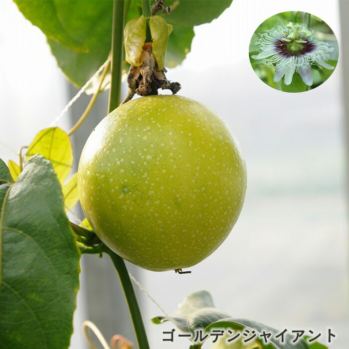 楽天市場】予約販売 パッションフルーツ 苗 ミズレモン 9cmポット 黄実
