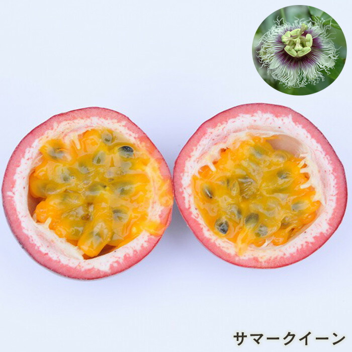 楽天市場】予約販売 パッションフルーツ 苗 ミズレモン 9cmポット 黄実