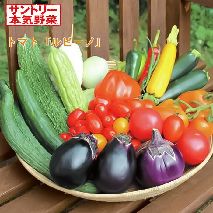 楽天市場】予約販売 ピーマン 苗 若穫りライムホルン 12cmポット 大苗