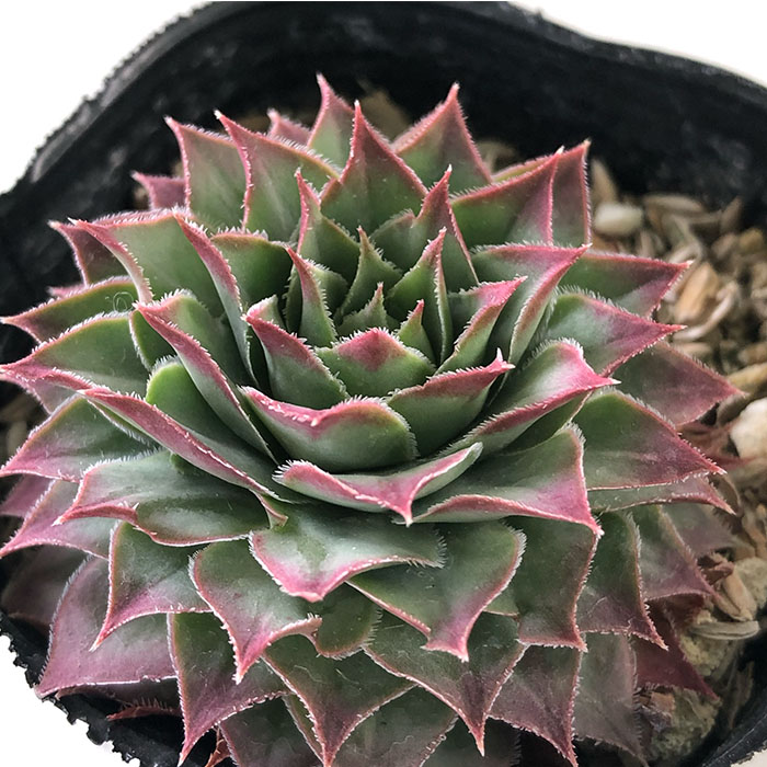 楽天市場】多肉植物 sfセンペルビウム アップルティーニ 7.5cm