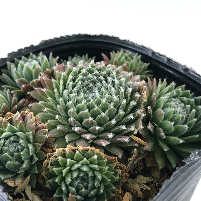 楽天市場】多肉植物 sfセンペルビウム タルク 7.5cmポット