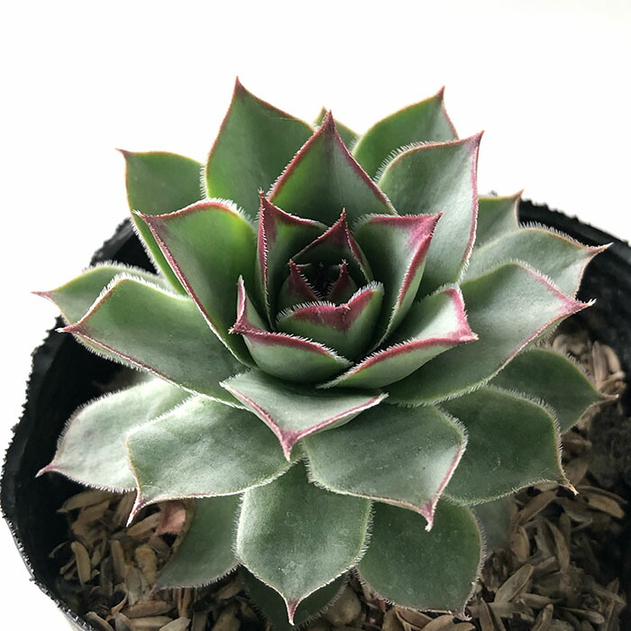 楽天市場】【多肉植物】センペルビウム ゼリボリ (7.5cmポット)【F