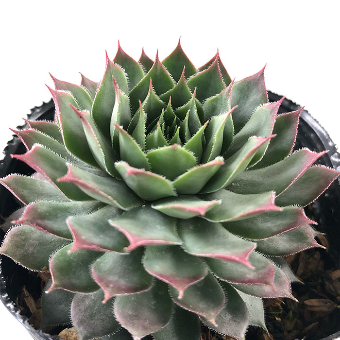 楽天市場】多肉植物 sfセンペルビウム コーラルレッド 7.5cmポット