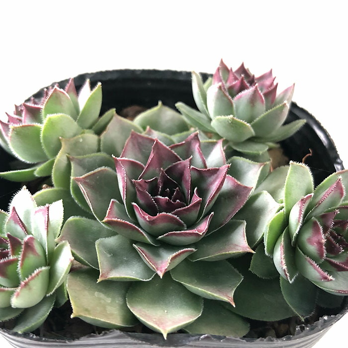 楽天市場】多肉植物 sfセンペルビウム デザートブルーム 7.5cmポット