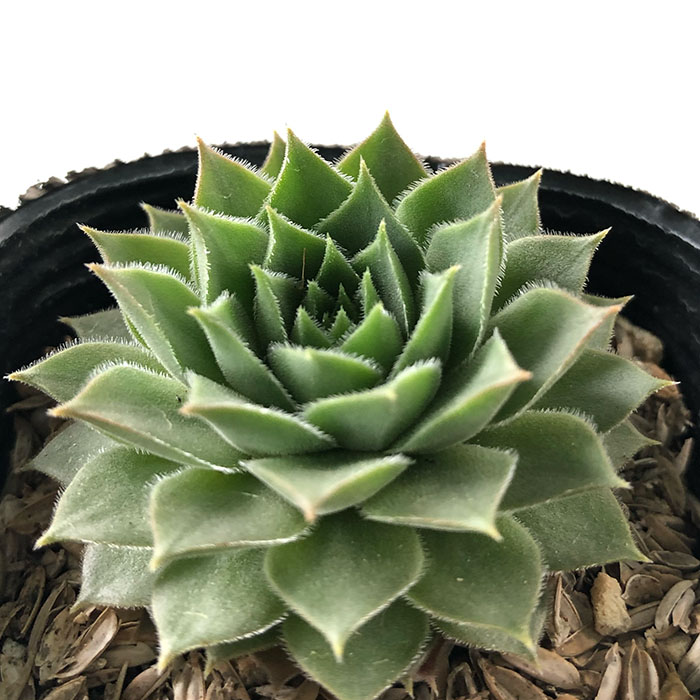 感謝を込めて。センペルビウム15(*´ω`*)Ｍ 楽天市場】多肉植物 sfセンペルビウム アイシクル 7.5cmポット