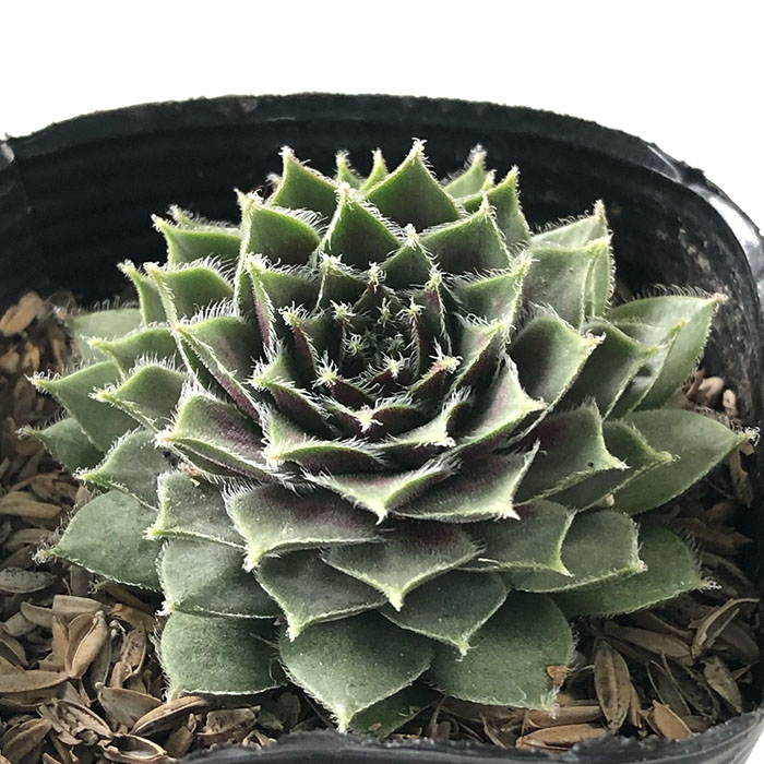 楽天市場】多肉植物 センペルビウム ブラックミニ 7.5cmポット 観葉