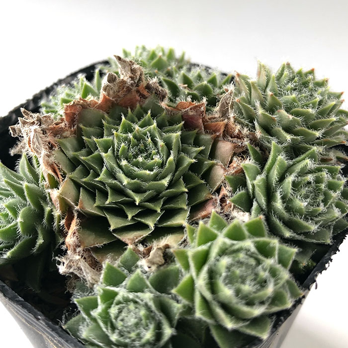 楽天市場】多肉植物 sfセンペルビウム 上海ローズ 7.5cmポット