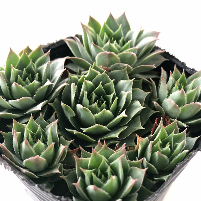 楽天市場】多肉植物 sbセネシオ 七宝樹錦 多肉植物 セネシオ 7.5