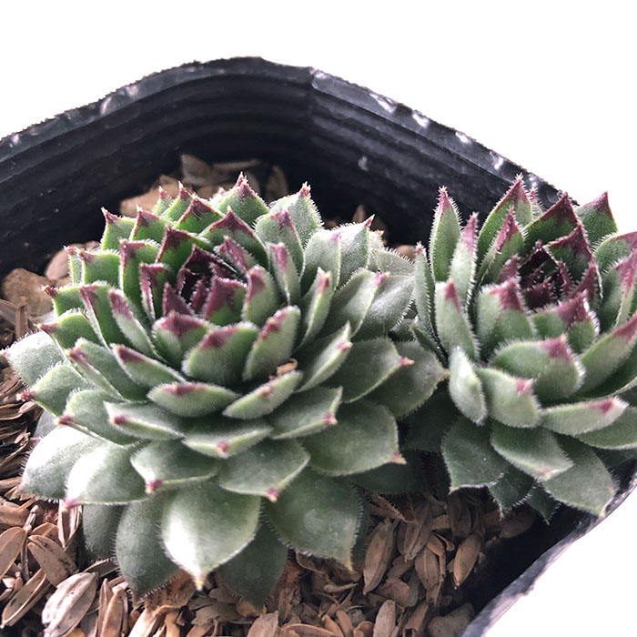 センペルビウム　ファイヤーバード 楽天市場】多肉植物 sfセンペルビウム ファイヤーバード 7.5cm