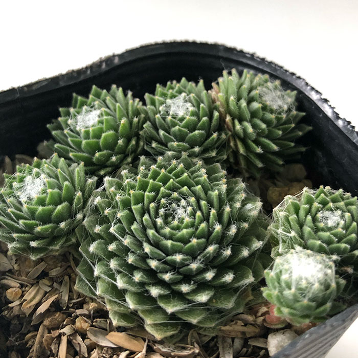 センペルビウム ストロベリーフィールズ Strawberry Fields 多肉植物