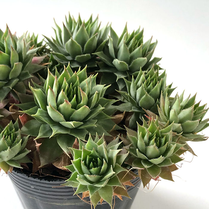 センペルビウム　タルク　① 多肉植物 センペルビウム タルク 7.5cmポット 観葉植物 インテリア siz