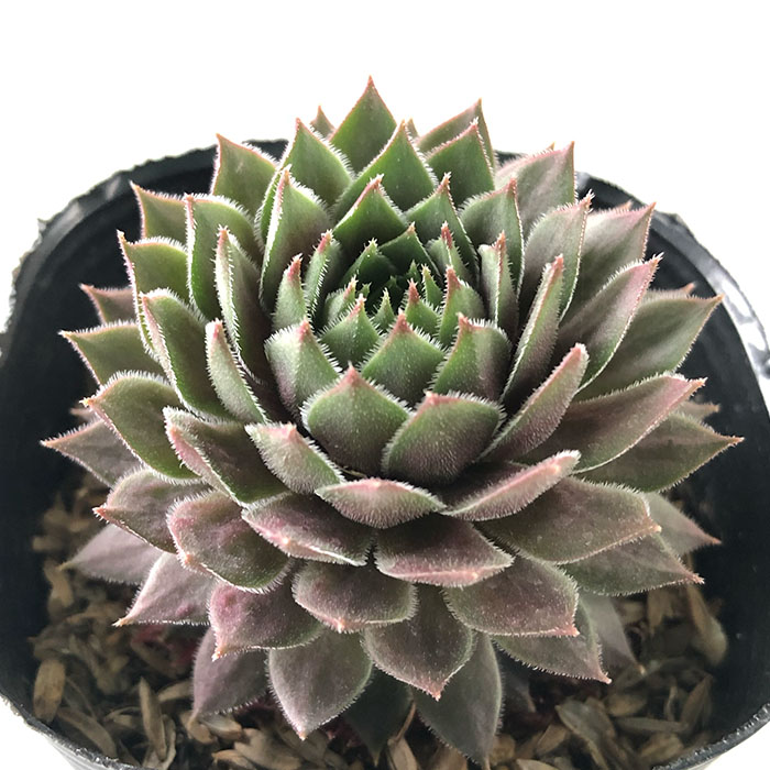 楽天市場】多肉植物 yukセンペルビウム 紅牡丹 6cmポット