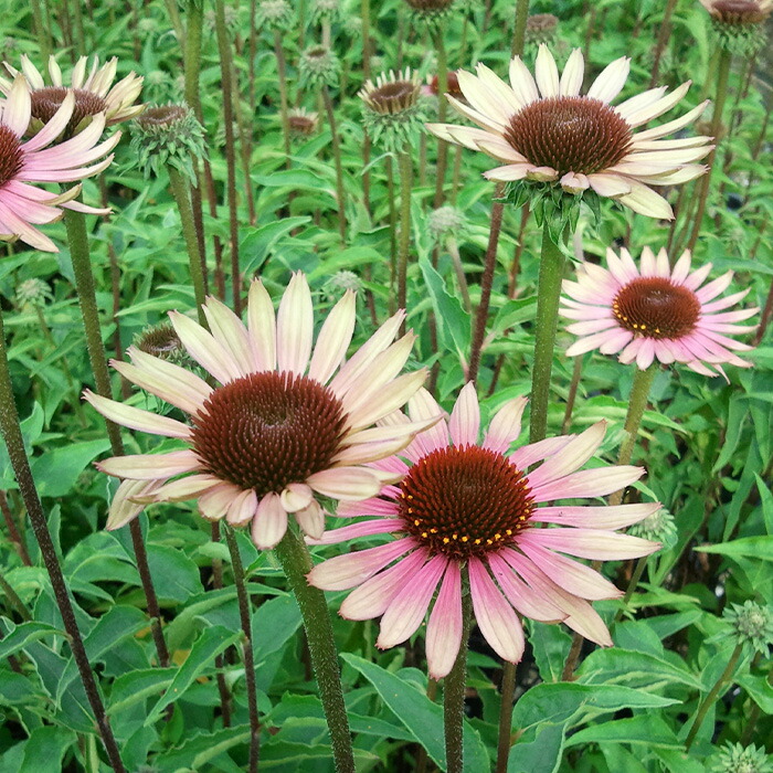 楽天市場】八重咲きエキナセア 苗 ハニーデュー 宿根草