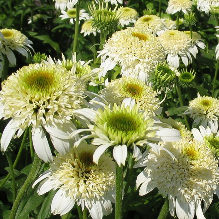 エキナセア（パラディソ）幼苗/八重性ローズ/宿根草/約80cm（ポットのまま）④ kusa_s555_01-logo.jpg