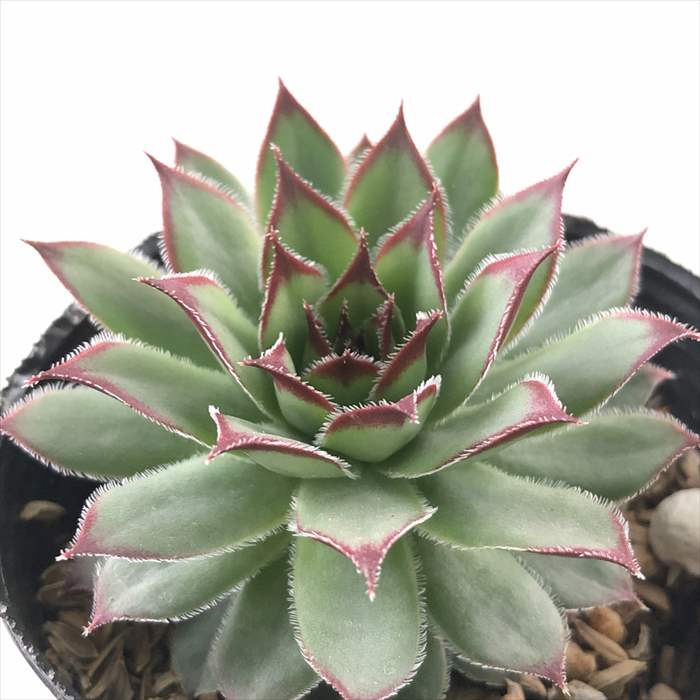 楽天市場】多肉植物 sfセンペルビウム ファイヤーバード 7.5cmポット