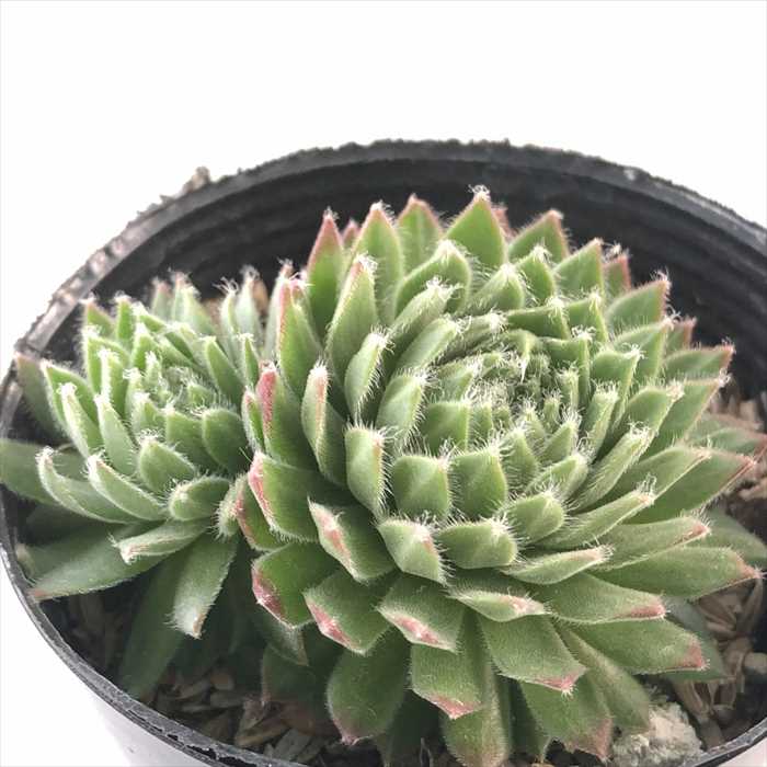 ブラックミニ  センペルビウム 抜き苗 センペルビウム：ブラックミニ 2.5号 2株セット の通販 | 園芸ネット