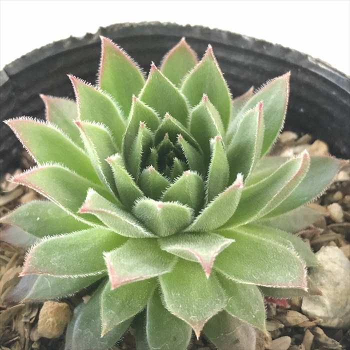 ブラックミニ  センペルビウム 抜き苗 多肉植物】センペルビウム 『ブラックミニ』 | Leaf Species