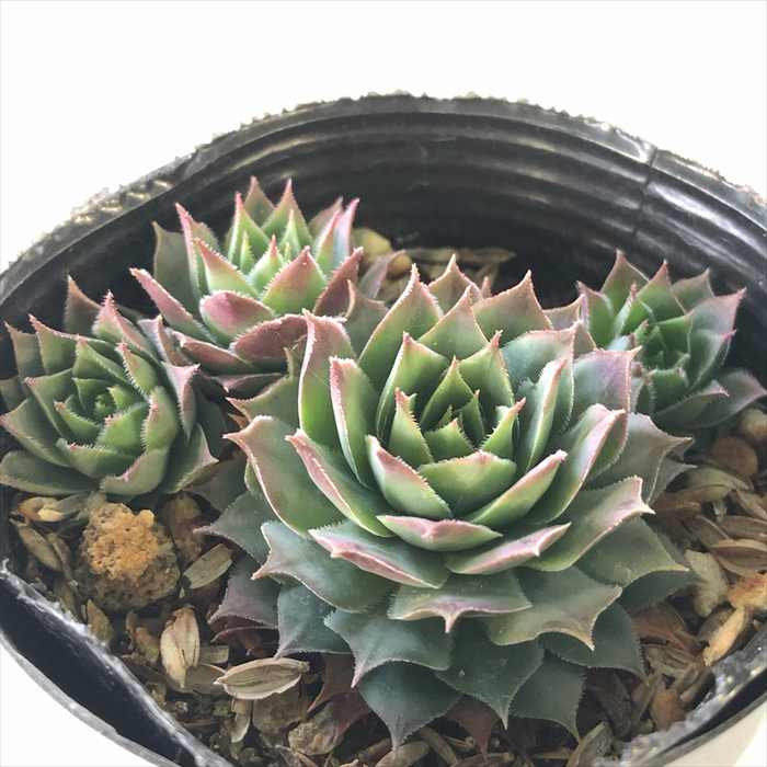 楽天市場】多肉植物 sfセンペルビウム ブラックミニ 7.5cmポット