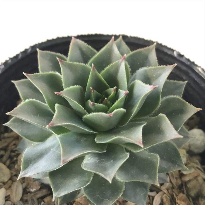 楽天市場】多肉植物 sfセンペルビウム タルク 7.5cmポット