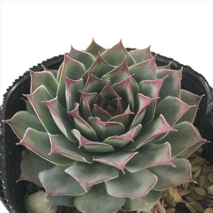 楽天市場】多肉植物 sfセンペルビウム ブラックミニ 7.5cmポット