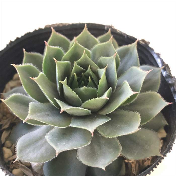 ブラックミニ  センペルビウム 抜き苗 多肉植物】センペルビウム 『ブラックミニ』 | Leaf Species,多肉植物