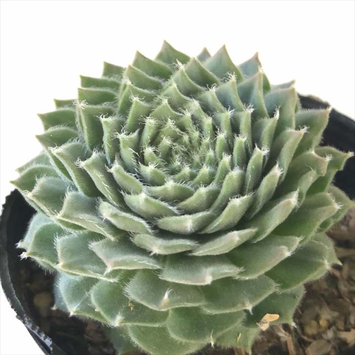 センペルビウム　ストロベリーフィールズ センペルビウム ストロベリーフィールズ センペルビウム ストロベリー