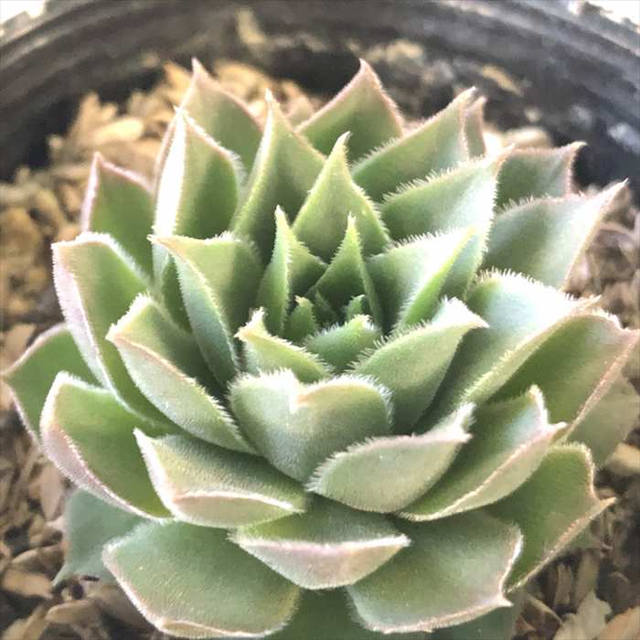 楽天市場】多肉植物 sfセンペルビウム モンタナム 7.5cmポット