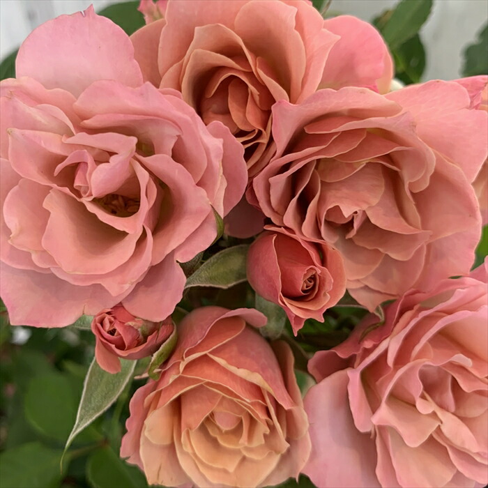 楽天市場】予約販売 バラ 苗 バラ 新苗 京阪園芸 フィネス 四季咲き