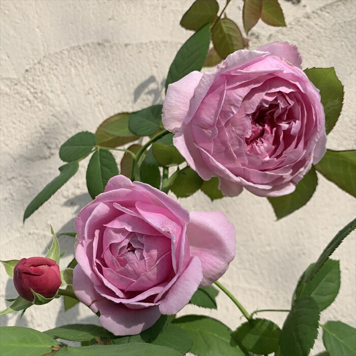 楽天市場】予約販売 バラ苗 バラ大苗 京阪園芸 コントドゥラフェール