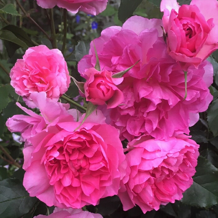 四季咲き　バラ苗　光沢があり花弁の多いバラ　和バラ 四季咲き バラ苗 光沢があり花弁の多いバラ 和バラ 四季咲き バラ苗 光沢