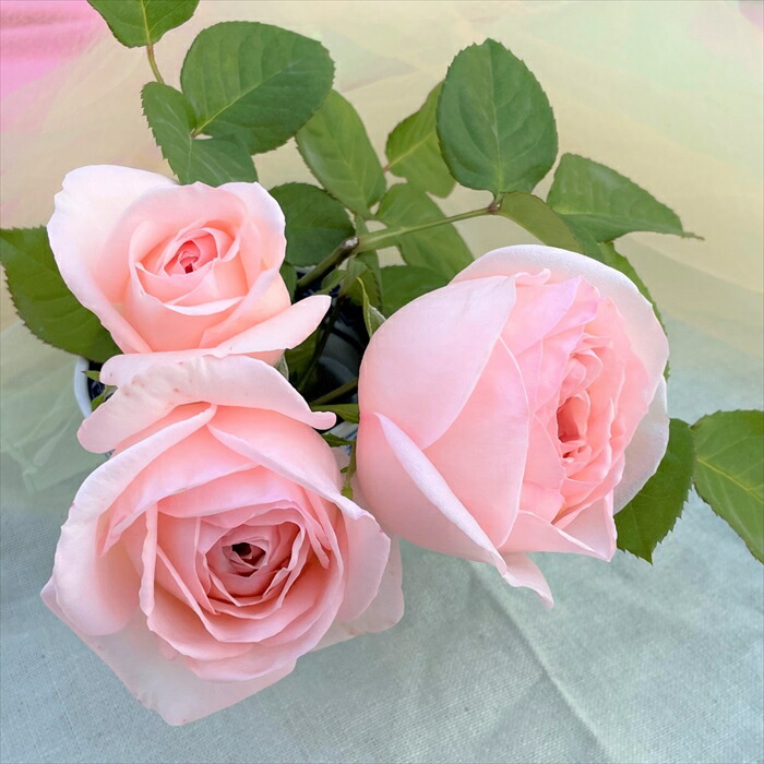 公式写真バラ売り 楽天市場】予約販売 バラ 苗 バラ 新苗 京阪園芸 フィネス 四季咲き