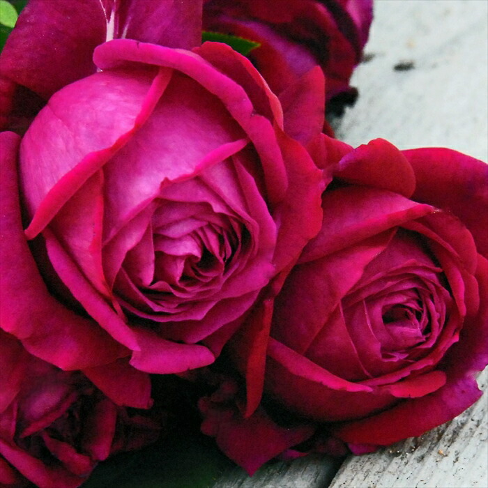 楽天市場】予約販売 バラ 苗 バラ 新苗 メイアン レインボー ノック