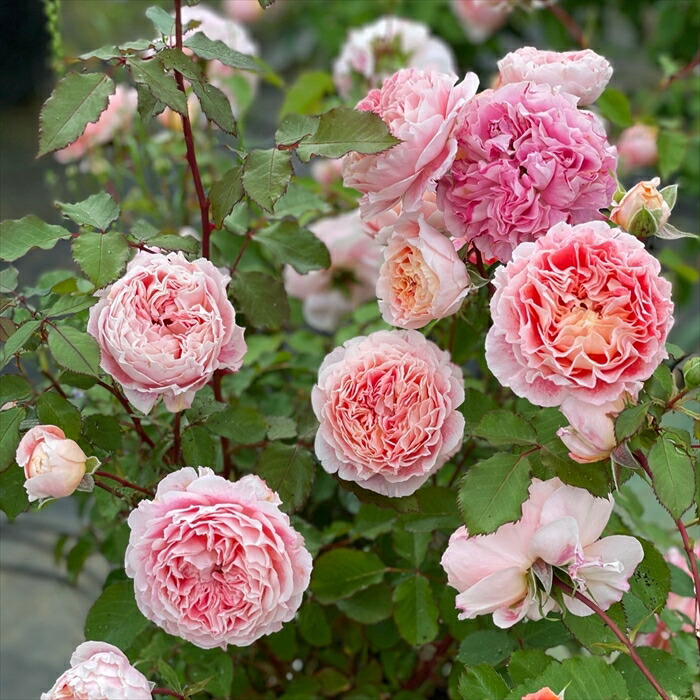 楽天市場】予約販売 バラ 苗 バラ 新苗 京成バラ園芸 希成（きなり