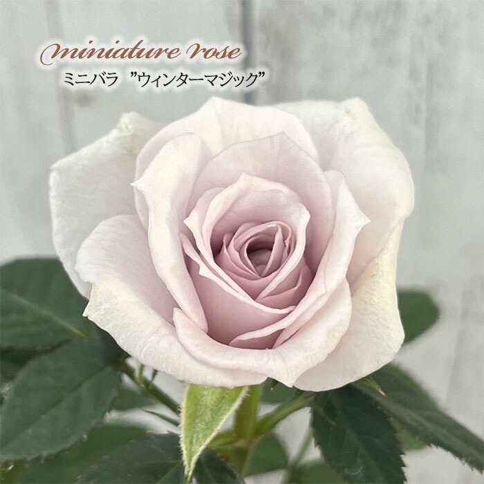 湖に咲く薔薇　3枚セット　ヘルメスやゴジラに 渚 nagisa – WABARA online store