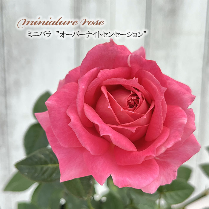 湖に咲く薔薇　3枚セット　ヘルメスやゴジラに ゴジラ｜名入れバースタオル｜Lサイズ｜今治製｜三世代｜バース