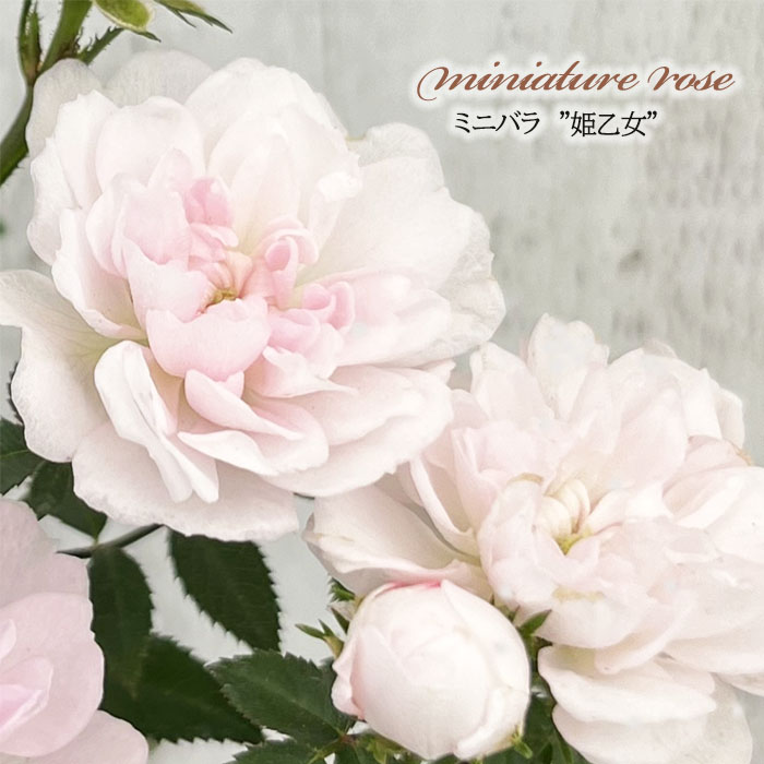 薔薇　3号 29432_1.jpg