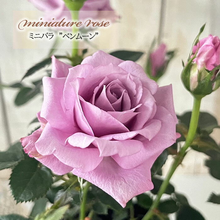 楽天市場】予約販売 ミニバラ チェリーアイ 3号ポット 四季咲き 芳香